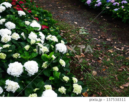 花 フラワー お花 137538311