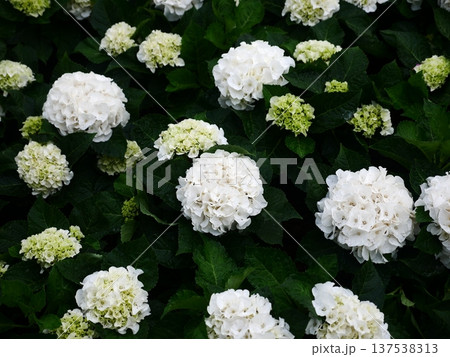 花 フラワー お花 137538313