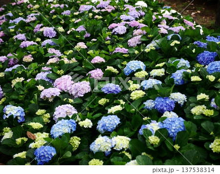 花 フラワー お花 137538314