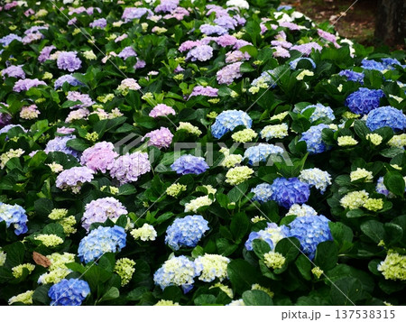 花 フラワー お花 137538315