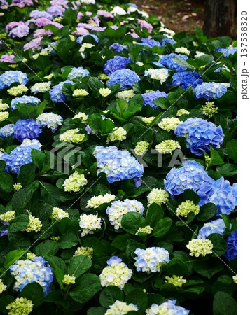 花 フラワー お花 137538320