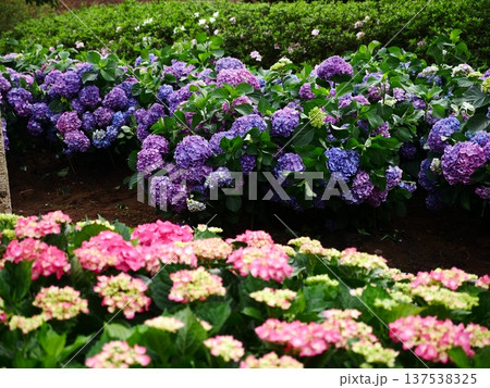花 フラワー お花 137538325