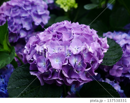 花 フラワー お花 137538331