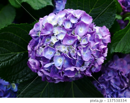 花 フラワー お花 137538334