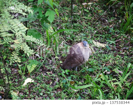 鳥 野鳥 鳥類 137538344