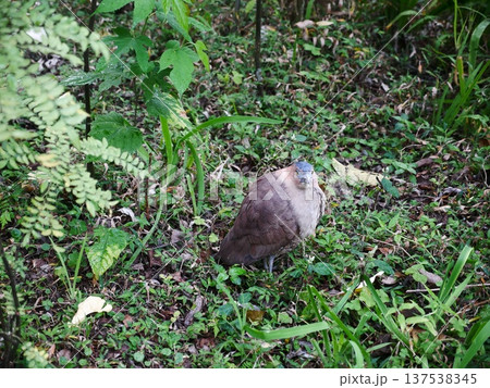 鳥 野鳥 鳥類 137538345