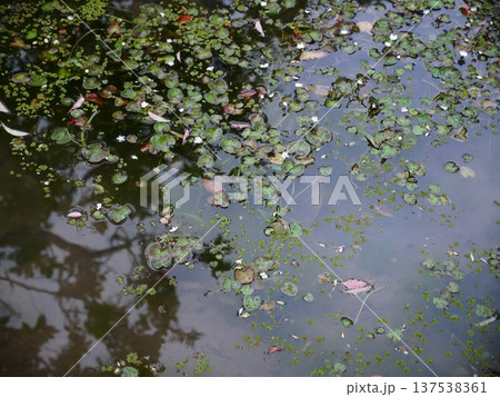池 溜池 池底 137538361