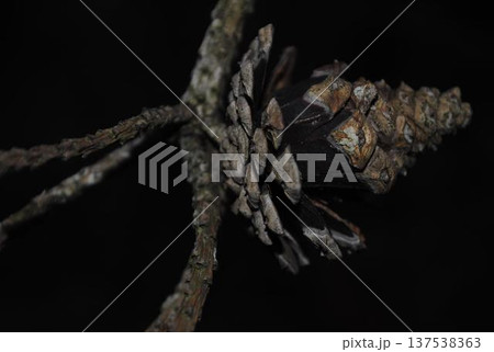 横向きの松ぼっくり 137538363