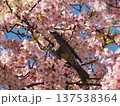 ヒヨドリと桜 137538364