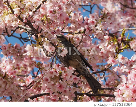 ヒヨドリと桜 137538364