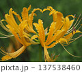 黄色い彼岸花 137538460