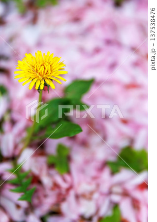 Vertical close up of a single yellow dandelion flower growing on a ground covered with pink cherry blossom petals, with soft bokeh and shallow depth of field. 137538476