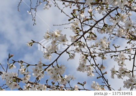 春の日差しを浴びて輝く満開の桜 春の日差しを浴びて輝く満開の桜 137538491