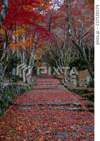 鶏足寺(滋賀)の参道の散り紅葉(縦構図) 鶏足寺(滋賀)の参道の散り紅葉(縦構図) 137538574