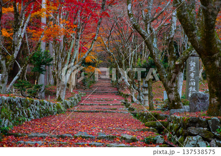 鶏足寺(滋賀)の参道の散り紅葉(横構図) 鶏足寺(滋賀)の参道の散り紅葉(横構図) 137538575