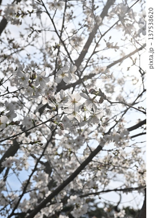 春の日差しを浴びて輝く満開の桜 春の日差しを浴びて輝く満開の桜 137538620