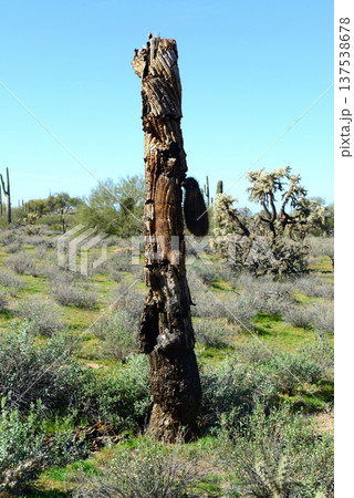 Old Saguaro Cactus Sonora desert Arizona Old Saguaro Cactus Sonora desert Arizona 137538678