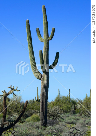 Old Saguaro Cactus Sonora desert Arizona 137538679