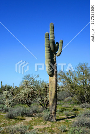 Old Saguaro Cactus Sonora desert Arizona 137538680