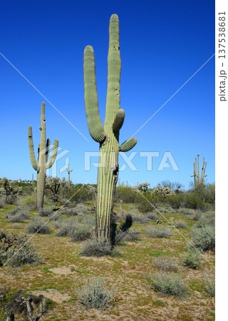 Old Saguaro Cactus Sonora desert Arizona Old Saguaro Cactus Sonora desert Arizona 137538681