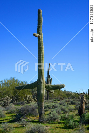 Old Saguaro Cactus Sonora desert Arizona 137538683