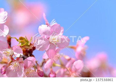 春の訪れを告げる河津桜 春の訪れを告げる河津桜 137538861
