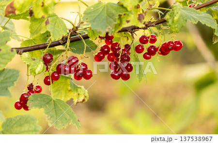 Red currant on a branch with green leaves, close-up. Sunny weather 137538967