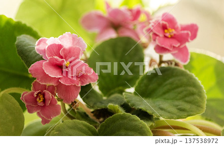 Pink violet with its beautiful flowers on the windowsill Pink violet with its beautiful flowers on the windowsill 137538972