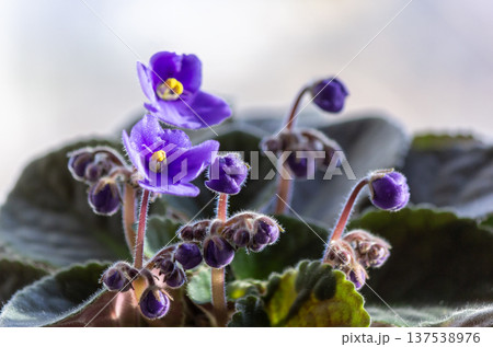 Close-up of a purple violet flower. Freshness, calmness. Perfect for botany, indoor plants Close-up of a purple violet flower. Freshness, calmness. Perfect for botany, indoor plants 137538976