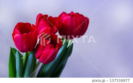 Red tulips highlighted on a purple background Red tulips highlighted on a purple background 137538977