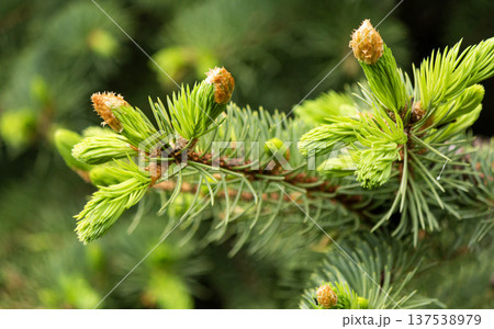 Evergreen blue spruce fir with young branches, Blue pine tree close-up background in spring Evergreen blue spruce fir with young branches, Blue pine tree close-up background in spring 137538979