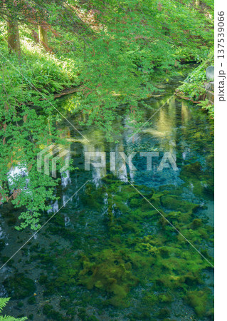熊本阿蘇 白川水源の透明な湧水と清流の風景 熊本阿蘇 白川水源の透明な湧水と清流の風景 137539066