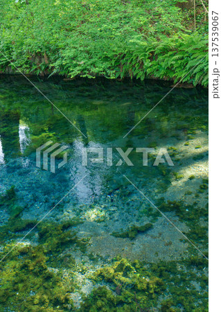 熊本阿蘇 白川水源の透明な湧水と清流の風景 137539067
