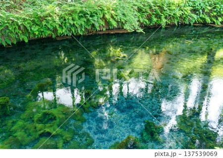 熊本阿蘇 白川水源の透明な湧水と清流の風景 137539069