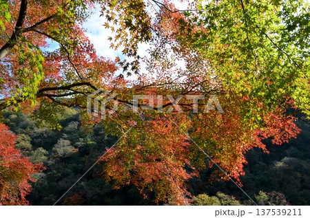 秋の色に染まる紅葉 137539211