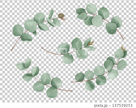Eucalyptus illustration in watercolor style Eucalyptus illustration in watercolor style 137539253