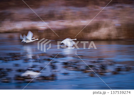 白鳥の飛び立ち【御宝田遊水池】 白鳥の飛び立ち【御宝田遊水池】 137539274