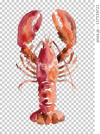 水彩風のロブスターのイラスト 水彩風のロブスターのイラスト 137539722