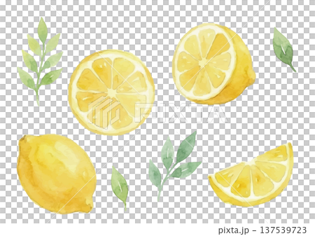 水彩風のレモンのイラスト 137539723