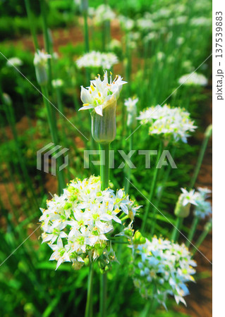 ニラの花が咲いている風景 ニラの花が咲いている風景 137539883