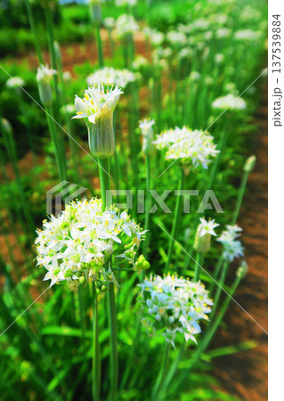 ニラの花が咲いている風景 137539884