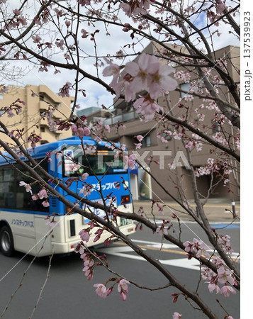 溝の口の大寒桜とバス 137539923