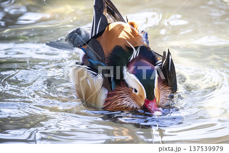 オシドリ 137539979