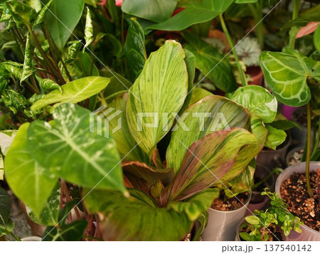 Botanical image emphasizing complex leaf patterns and rich hues Botanical image emphasizing complex leaf patterns and rich hues 137540142
