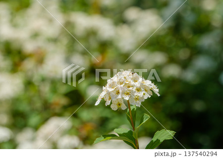 春の光に包まれた可憐な白い小手毬の花 137540294