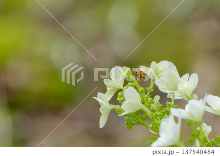白い紫陽花の上を歩く可愛らしいテントウムシ 137540484