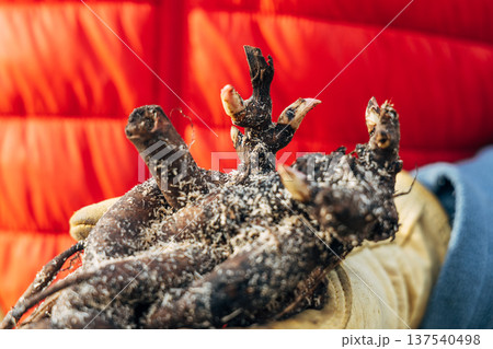 Hands hold a large herbaceous peony root with buds before planting. 137540498