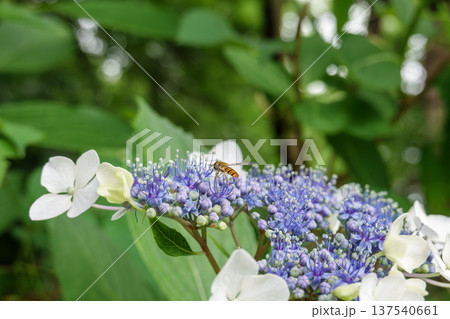 ガクアジサイの花に集まるヒラタアブの生態 ガクアジサイの花に集まるヒラタアブの生態 137540661