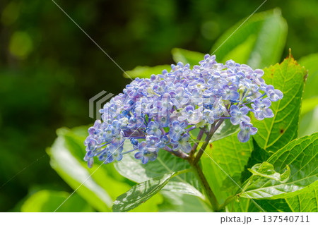 鮮やかな緑を背景に咲くウズアジサイのポップな花 鮮やかな緑を背景に咲くウズアジサイのポップな花 137540711