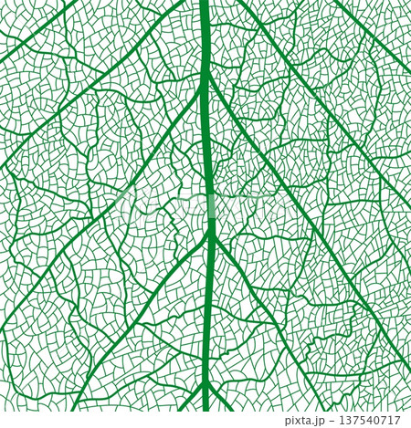 Green tree leaf veins texture pattern. Closeup leaf pattern background with veins and cells. Vector natural textured foliage background. Green tree leaf microscope close up macro view bg structure Green tree leaf veins texture pattern. Closeup leaf pattern background with veins and cells. Vector natural textured foliage background. Green tree leaf microscope close up macro view bg structure 137540717